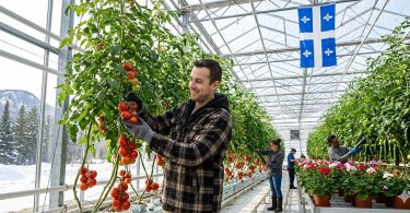 Devenir Ouvrier en production serricole (Travail en serres : tomates concombres fleurs) au Québec