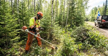 Devenir Ouvrier sylvicole / Débroussailleur (Entretien des jeunes forêts éclaircie) au Québec