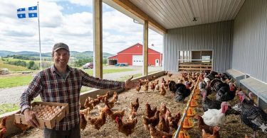Devenir Producteur avicole (Poulets dindons œufs) au Québec