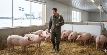 Devenir Producteur porcin (Élevage de porcs) au Québec