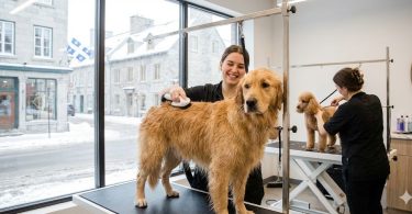 Devenir Toiletteur(euse) dʼanimaux au Québec