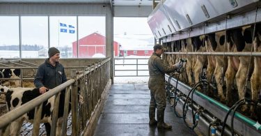 Devenir Vacher / Gérant de troupeau (Soins quotidiens aux vaches traite) au Québec